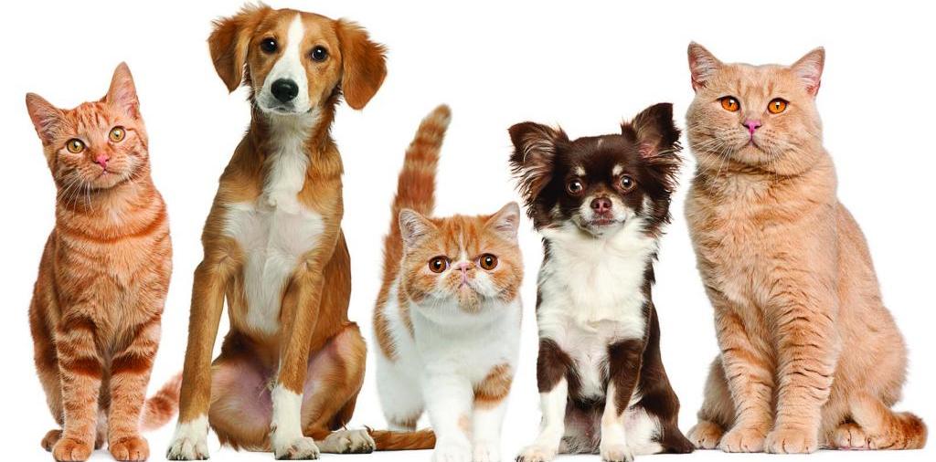 Доска объявлений о животных | ЗооТом - продажа, вязка и услуги для животных в Андреаполе