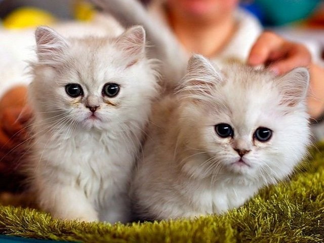 Породы кошек в Андреаполе | ЗооТом портал о животных