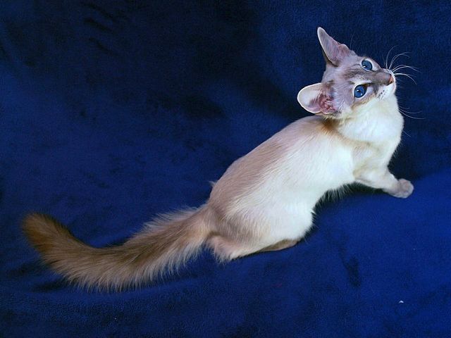 Выведенные породы кошек в Андреаполе | ЗооТом портал о животных