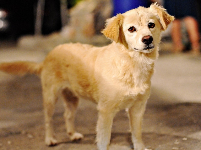 Породы собак в Андреаполе | ЗооТом портал о животных