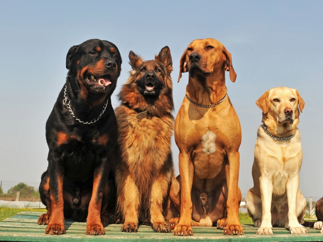 Крупные породы собак в Андреаполе | ЗооТом портал о животных
